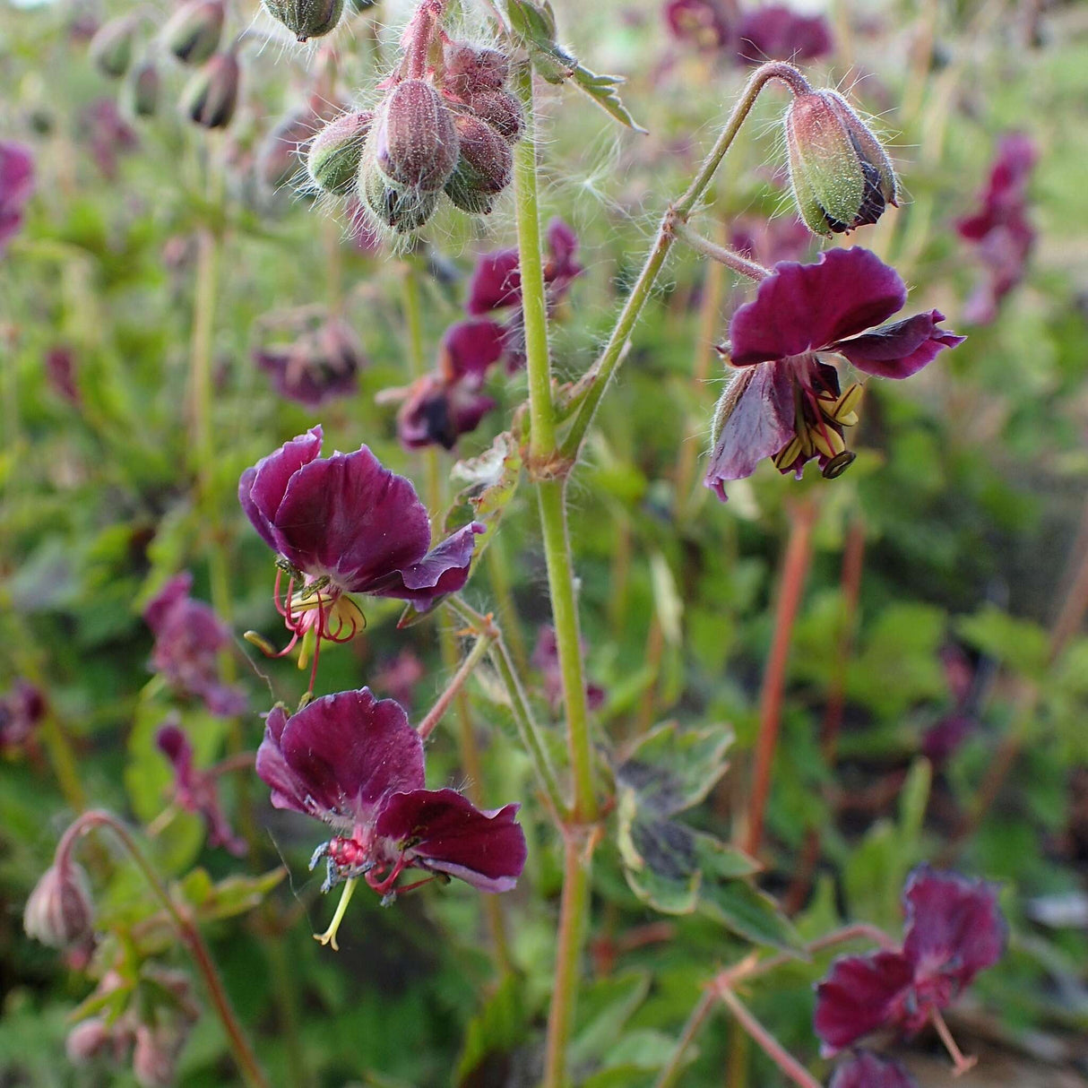 Geranium phaeum var. phaeum ‘Samobor’