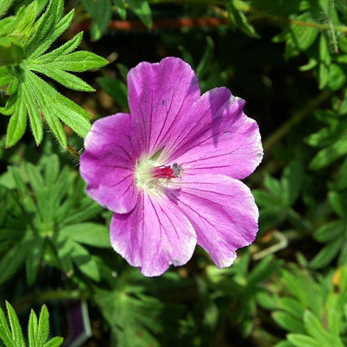 Geranium sanguineum ‘Tiny Monster’