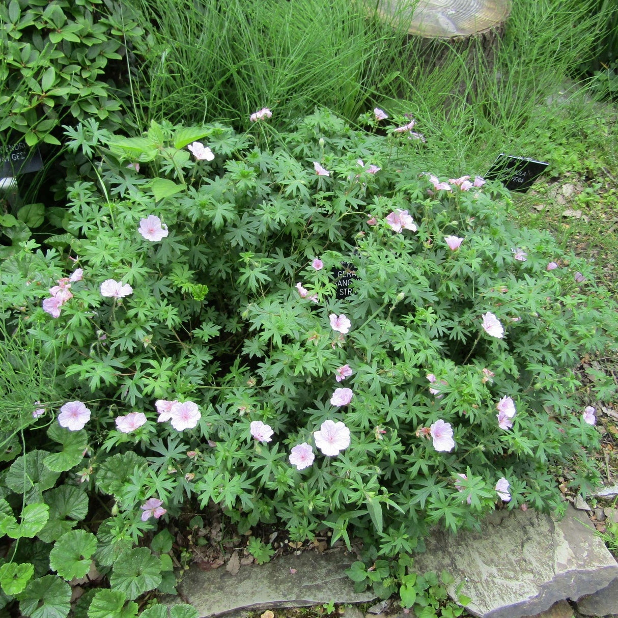 Geranium sanguineum var. striatum