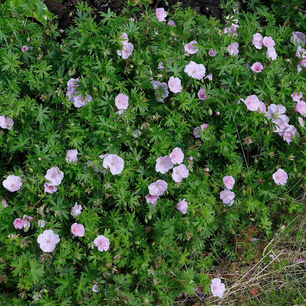 Geranium sanguineum var. striatum