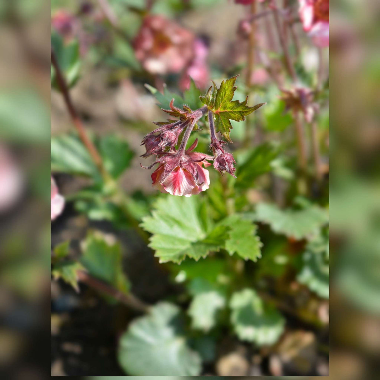 Geum ‘Tempo Rose’