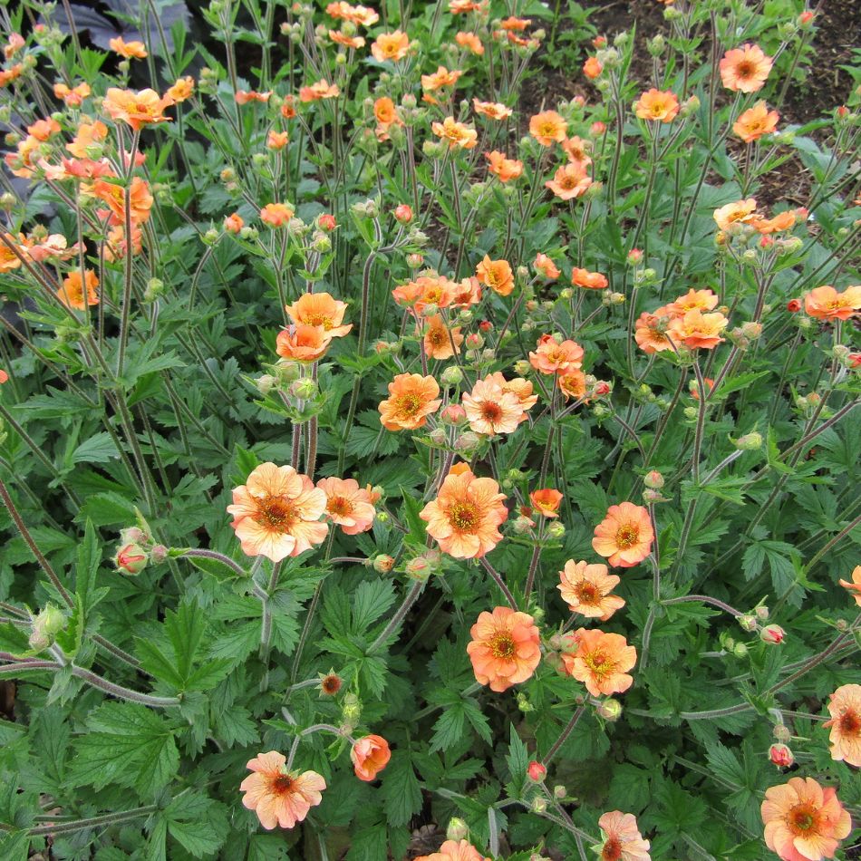 Geum ‘Totally Tangerine’