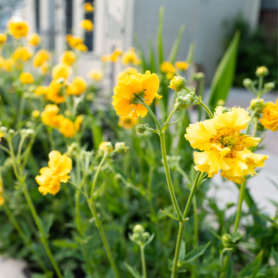Geum ‘Lady Stratheden’