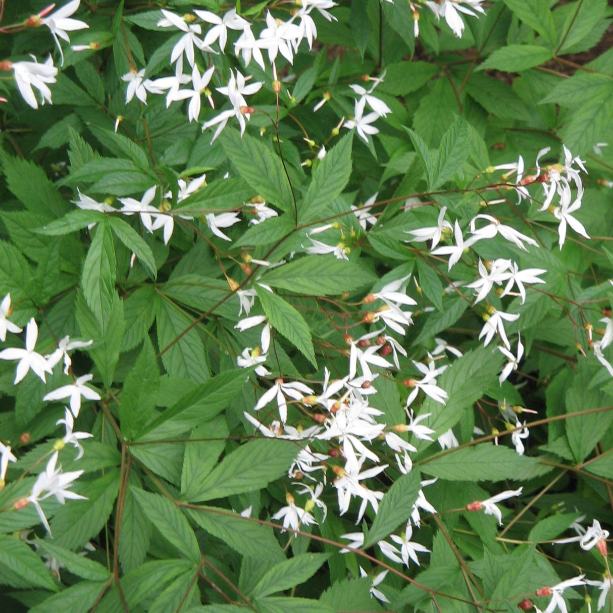Gillenia trifoliata