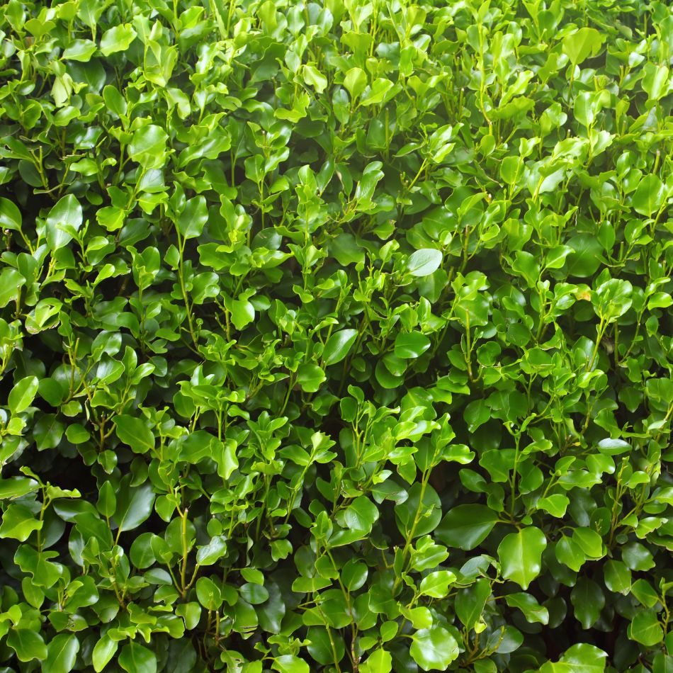 Griselinia littoralis