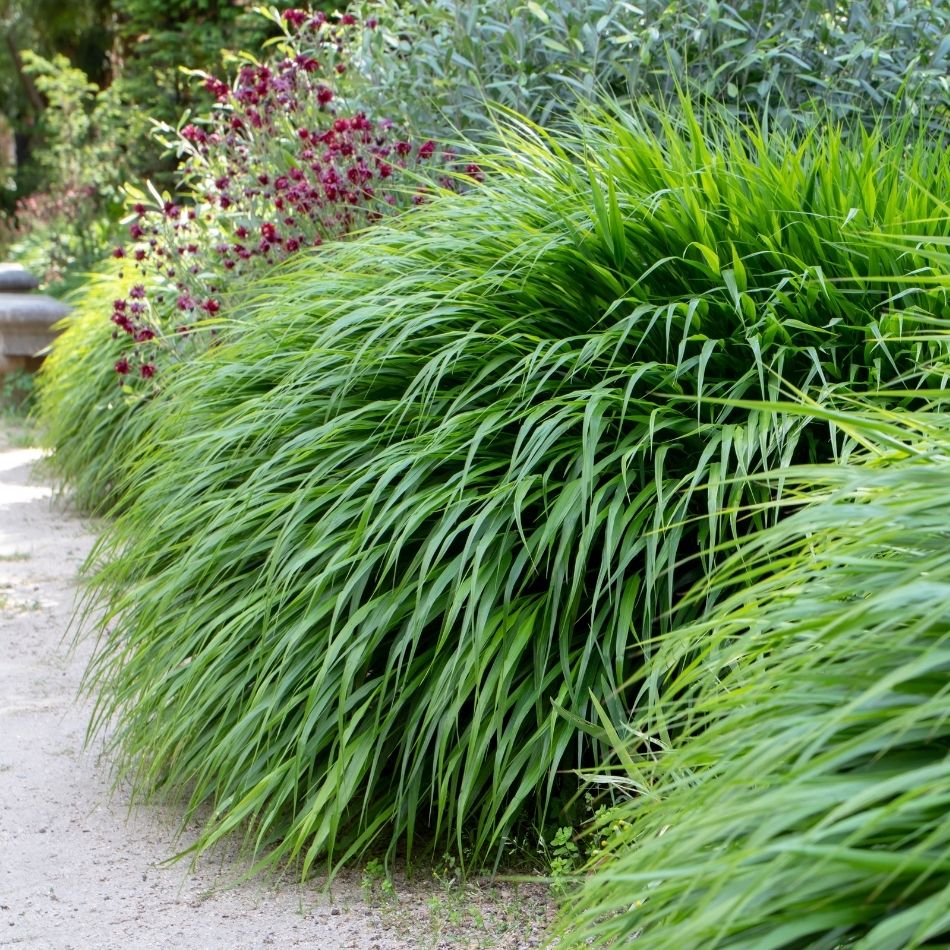 Hakonechloa macra ‘Aureola’