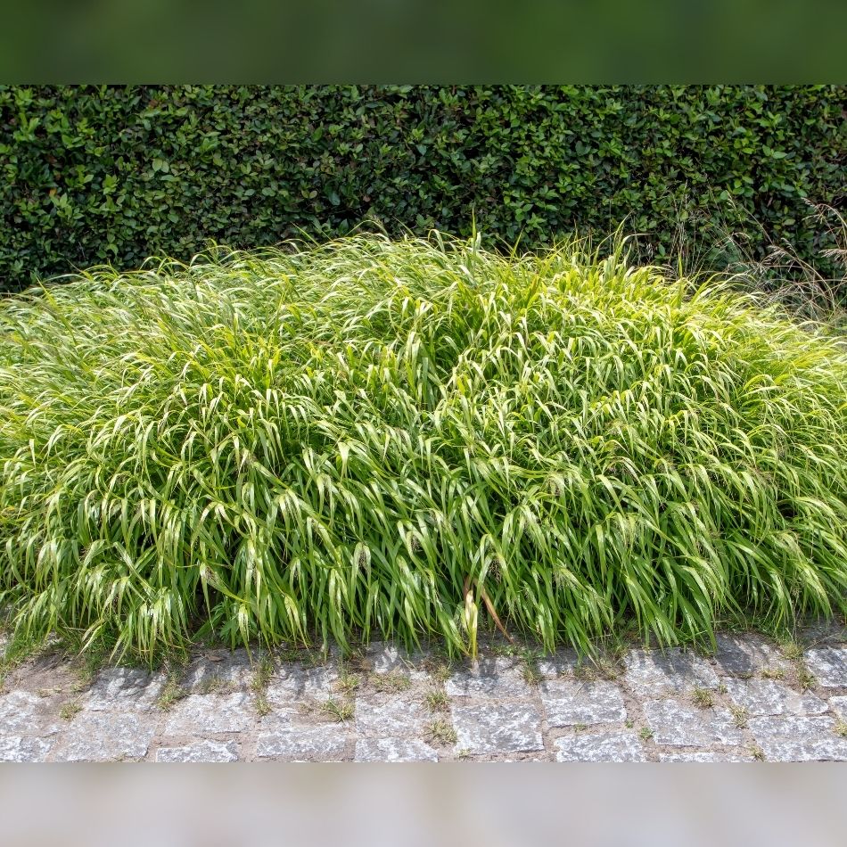 Hakonechloa macra ‘Aureola’