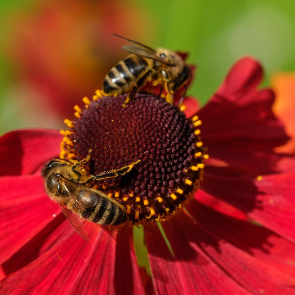 Helenium ‘Moerheim Beauty’