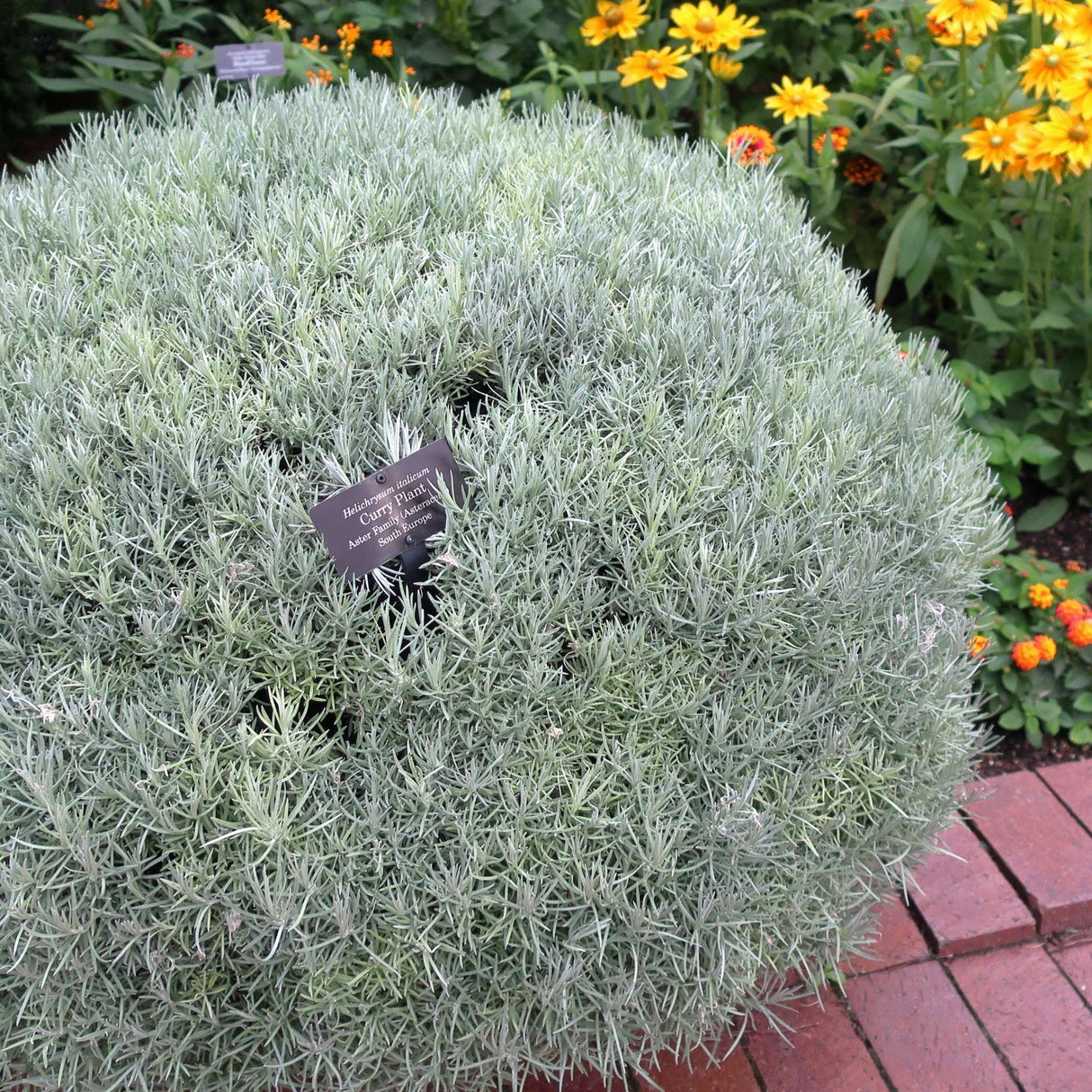 Helichrysum italicum