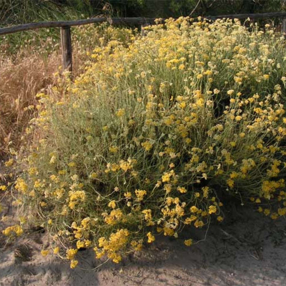 Helichrysum italicum