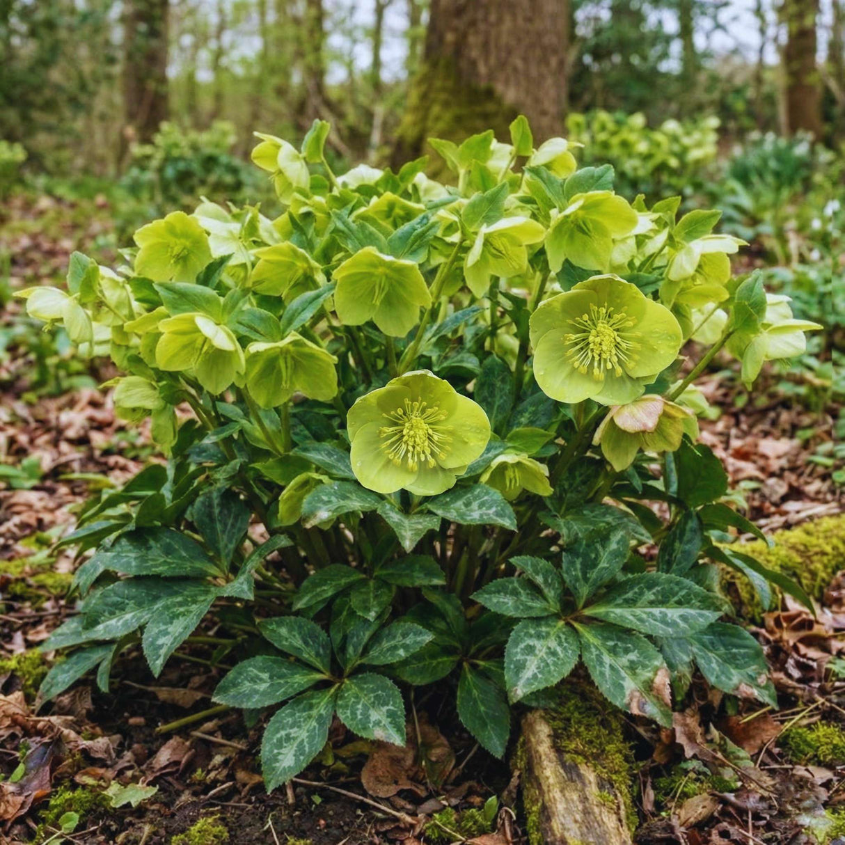 Helleborus ‘Illumi Lime’
