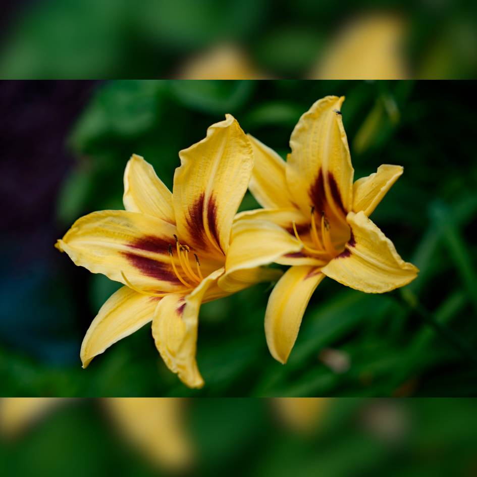 Hemerocallis ‘Bonanza’