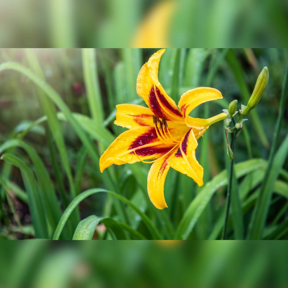 Hemerocallis ‘Bonanza’