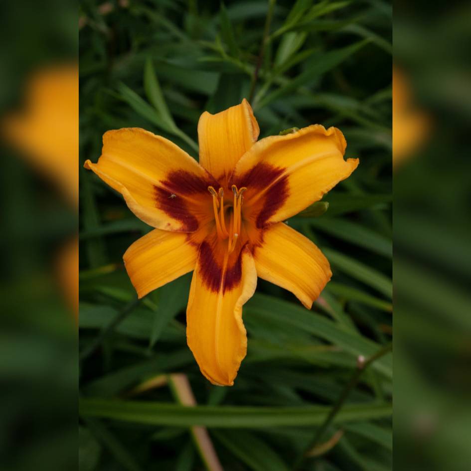 Hemerocallis ‘Bonanza’