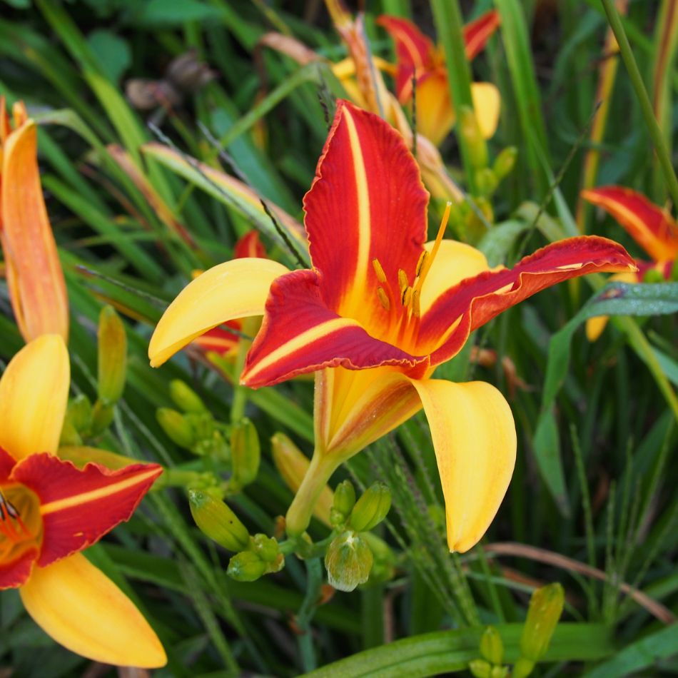 Hemerocallis ‘Frans Hals’