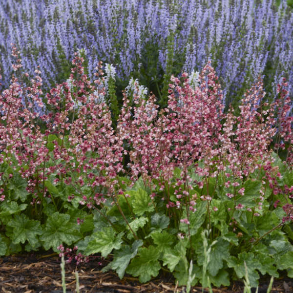 Heuchera ‘Berry Timeless’