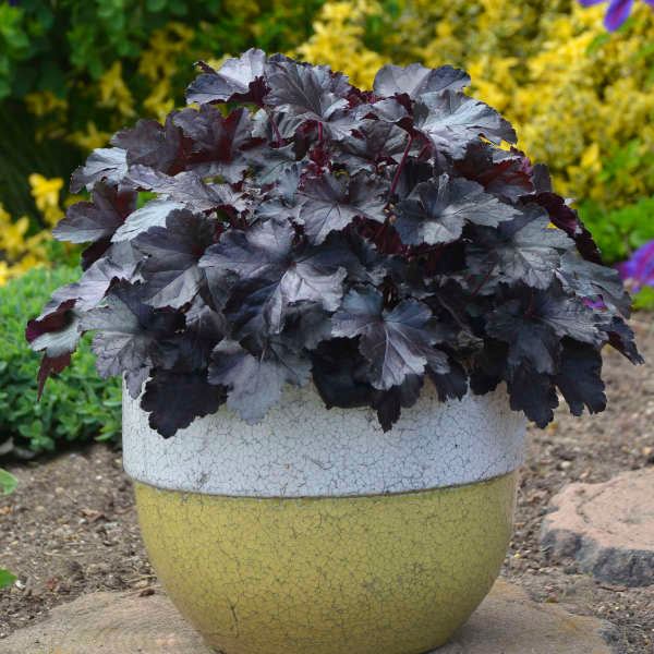 Heuchera ‘Black Pearl’