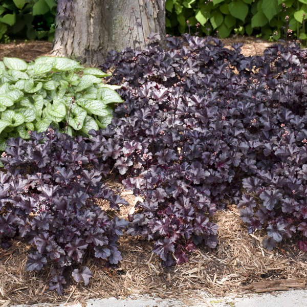 Heuchera ‘Black Pearl’