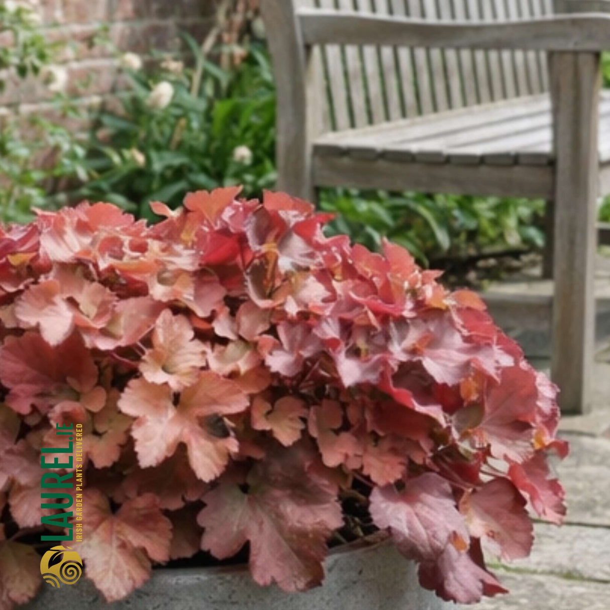 Heuchera ‘Boysenberry’