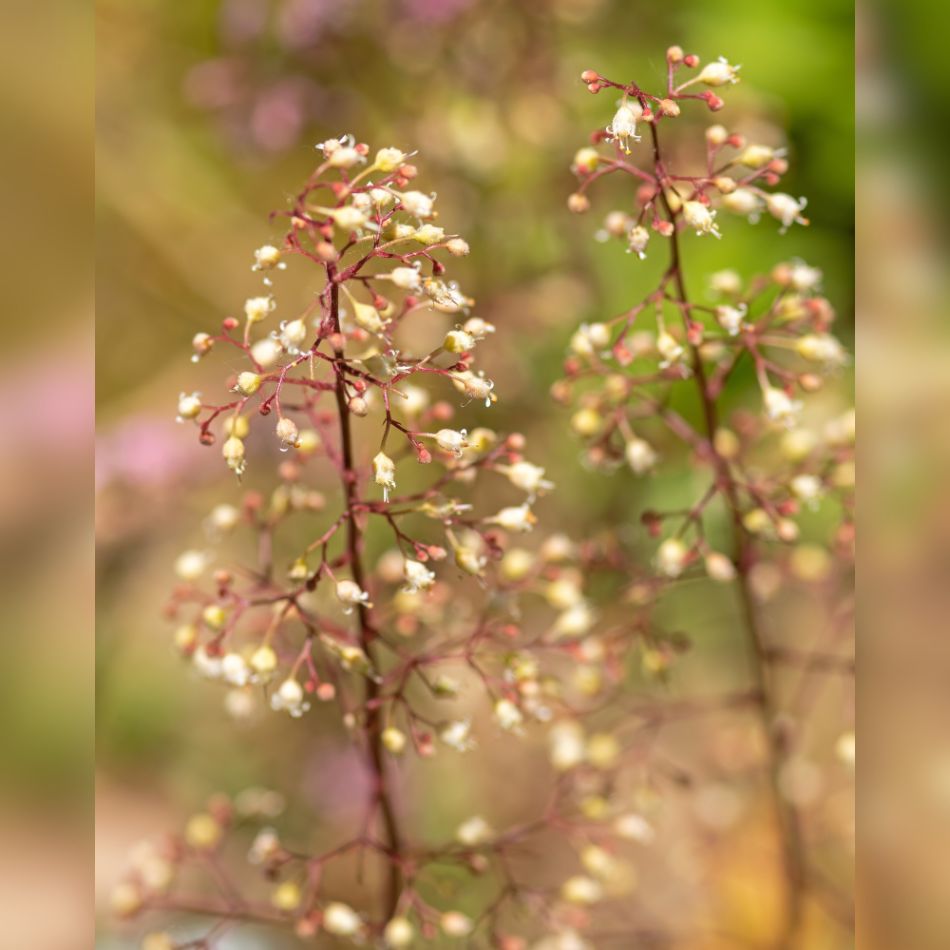 Heuchera ‘Marmalade’