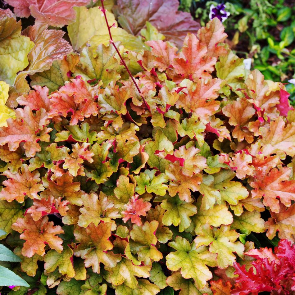 Heuchera ‘Marmalade’