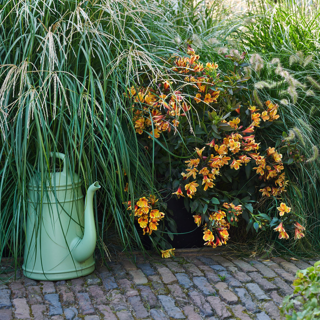Alstroemeria ‘Summer Breeze’