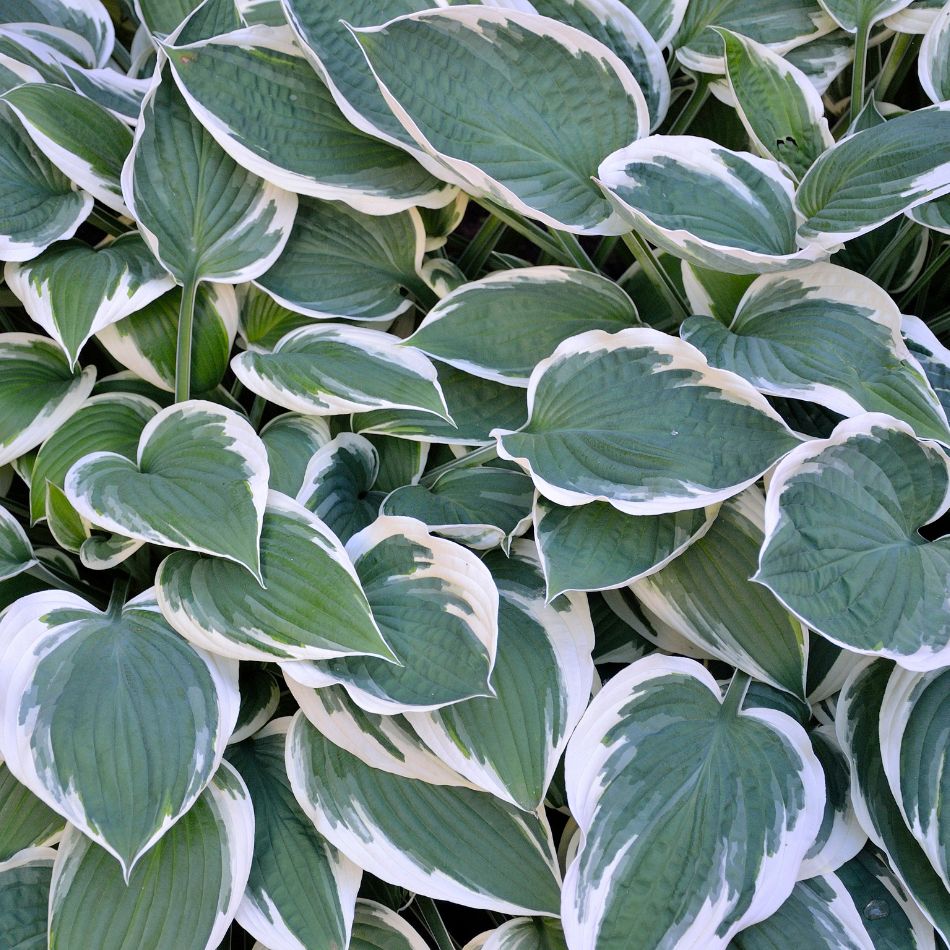 Hosta ‘Patriot’