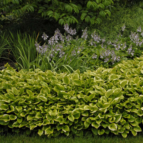Hosta ‘Golden Tiara’