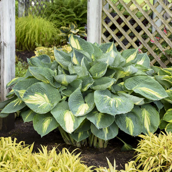 Hosta ‘Hudson Bay’