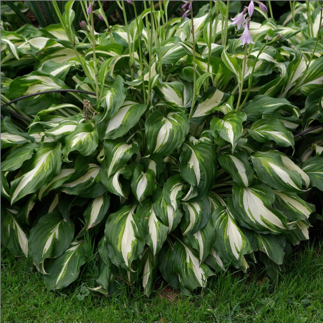 Hosta ‘Mediovariegata’