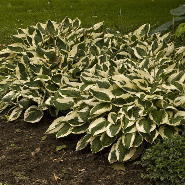 Hosta ‘Patriot’