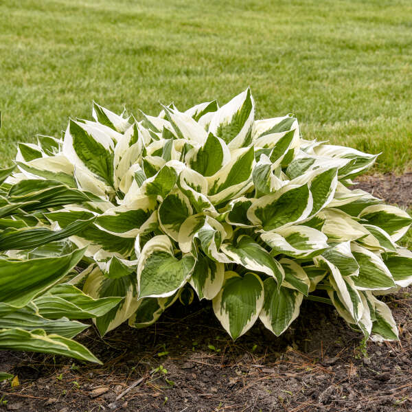 Hosta ‘Patriot’