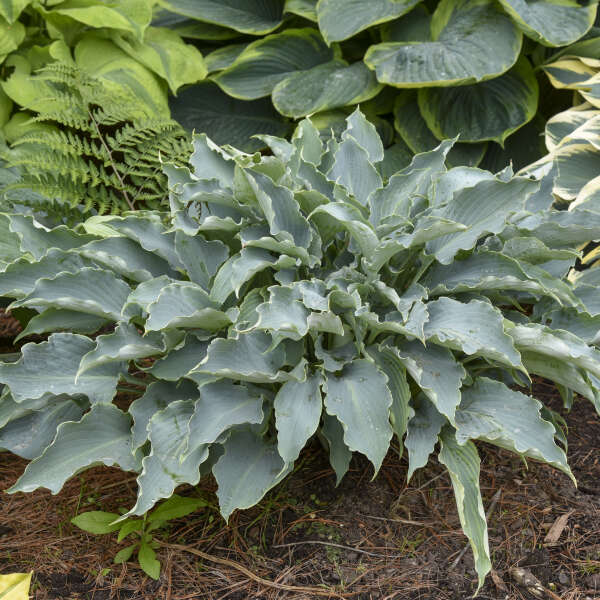 Hosta ‘Tears in Heaven’