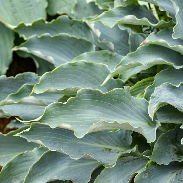 Hosta ‘Tears in Heaven’
