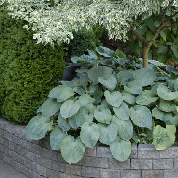 Hosta ‘Elegans’