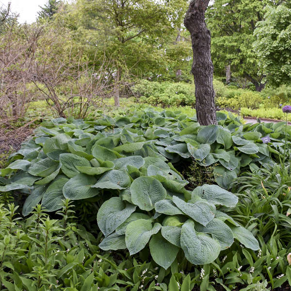 Hosta ‘Elegans’