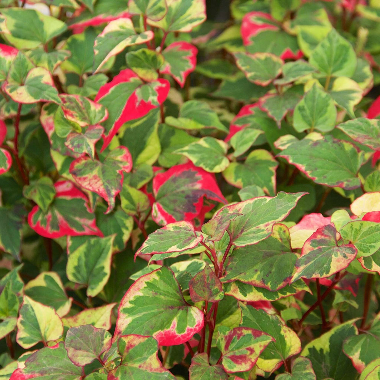 Houttuynia cordata ‘Chameleon’