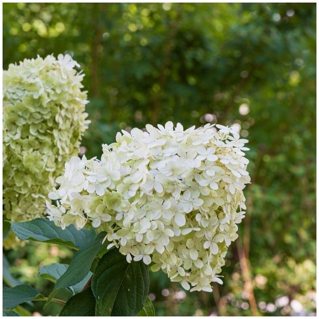 Hydrangea paniculata ‘Limelight’