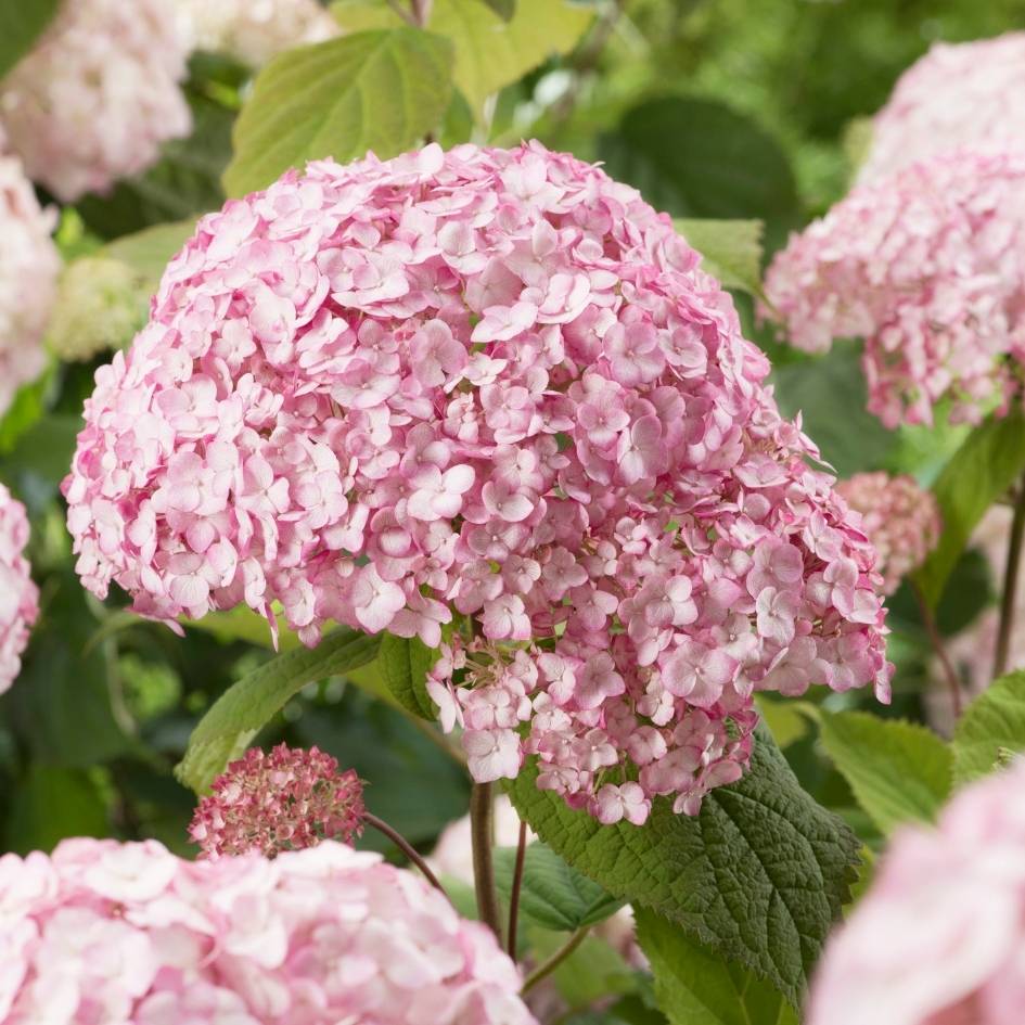 Hydrangea arborescens ‘Candybelle Bubblegum’