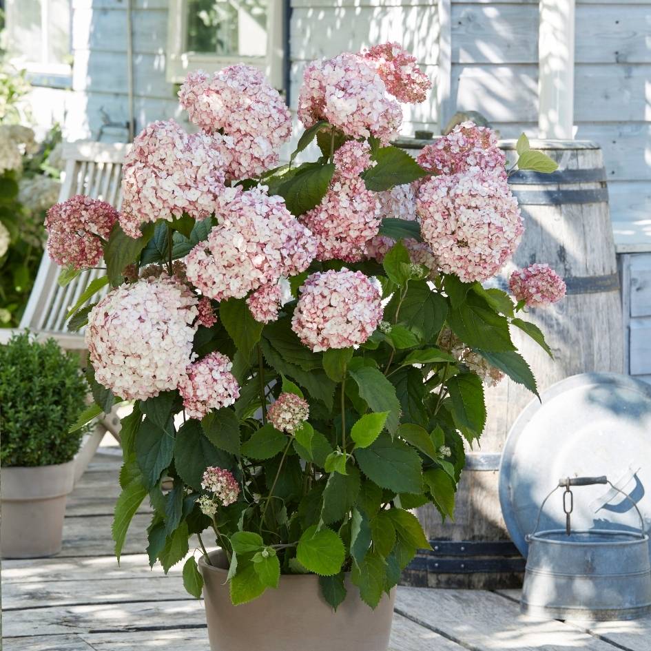 Hydrangea arborescens ‘Candybelle Bubblegum’
