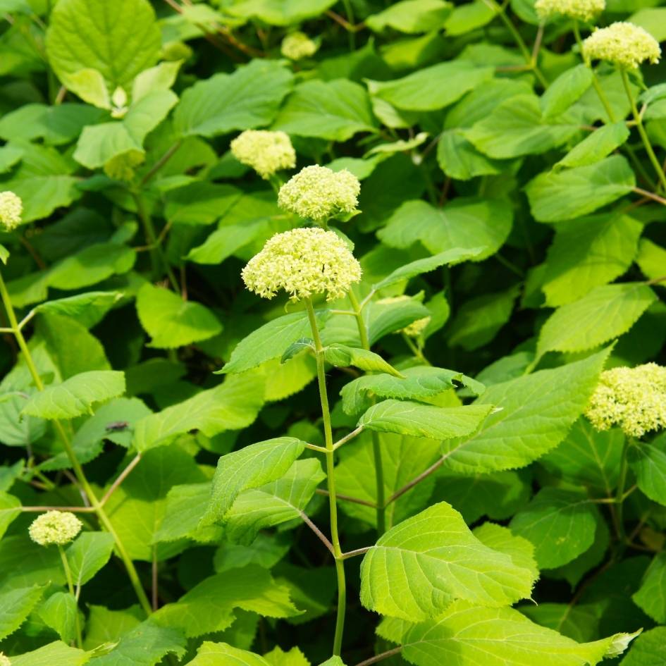 Hydrangea arborescens ‘Lime Rickey’