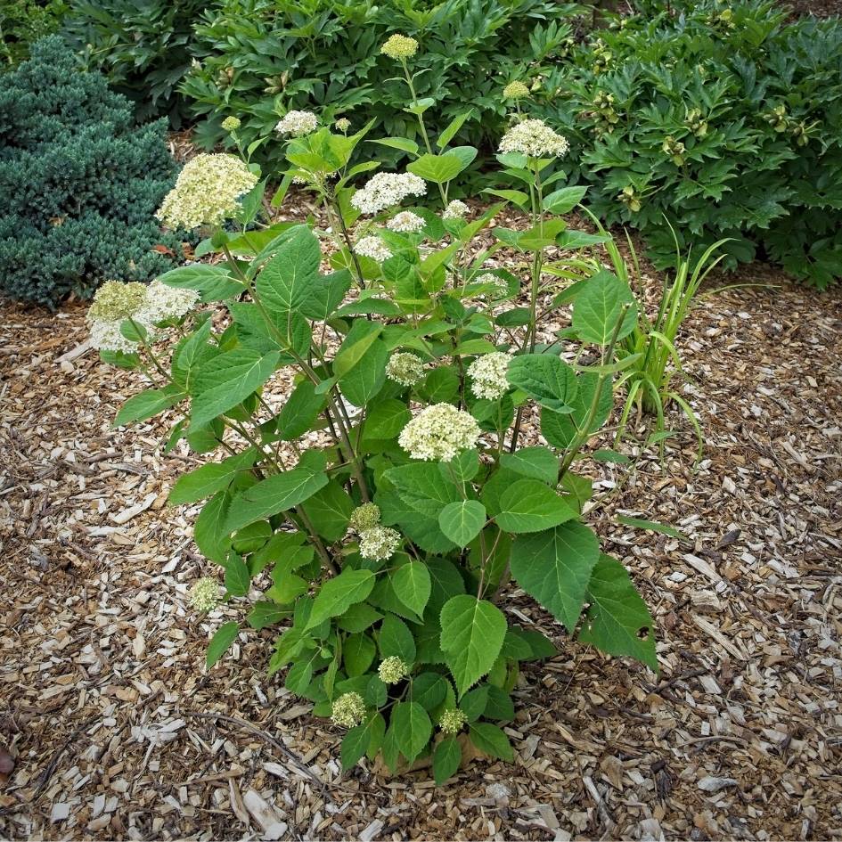 Hydrangea arborescens ‘Lime Rickey’