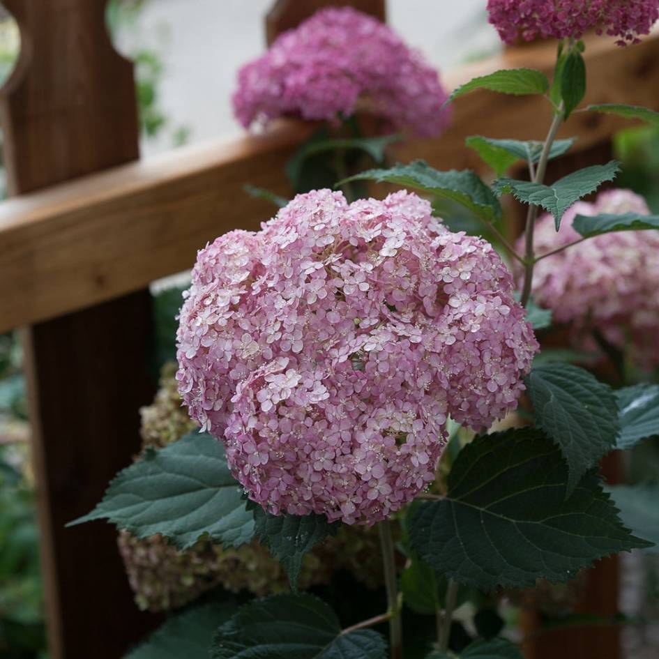 Hydrangea arborescens ‘Pink Annabelle’