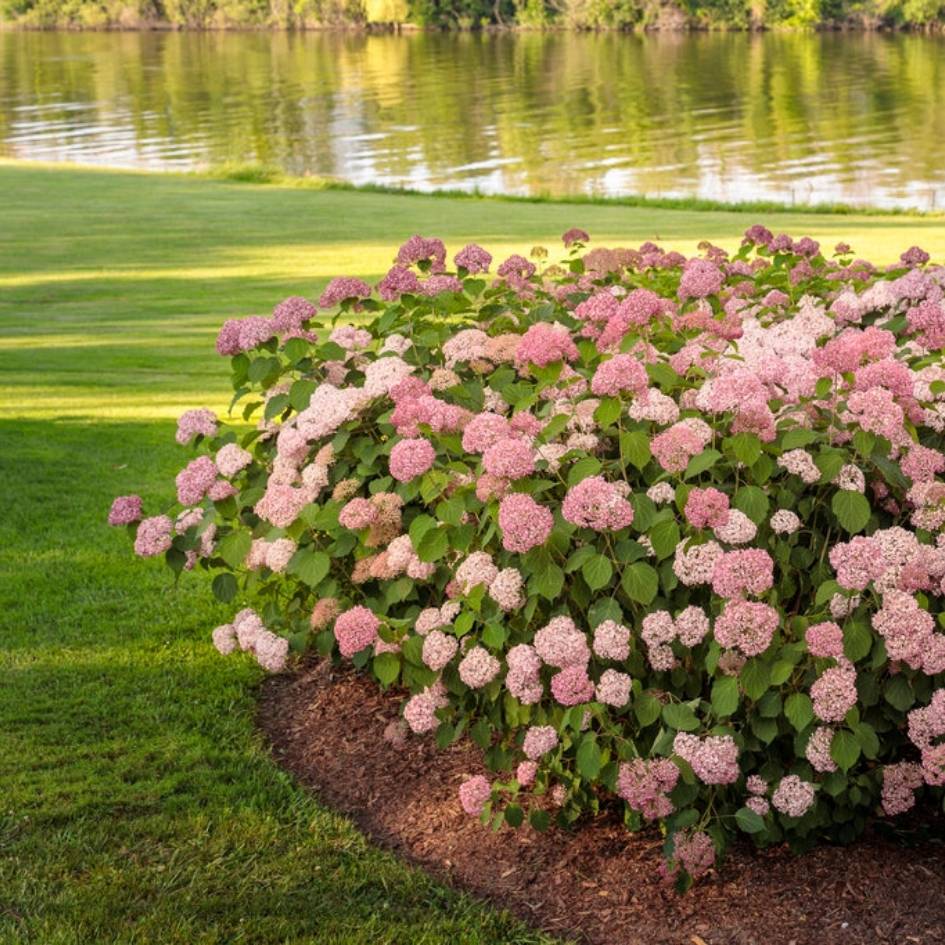 Hydrangea arborescens ‘Pink Annabelle’