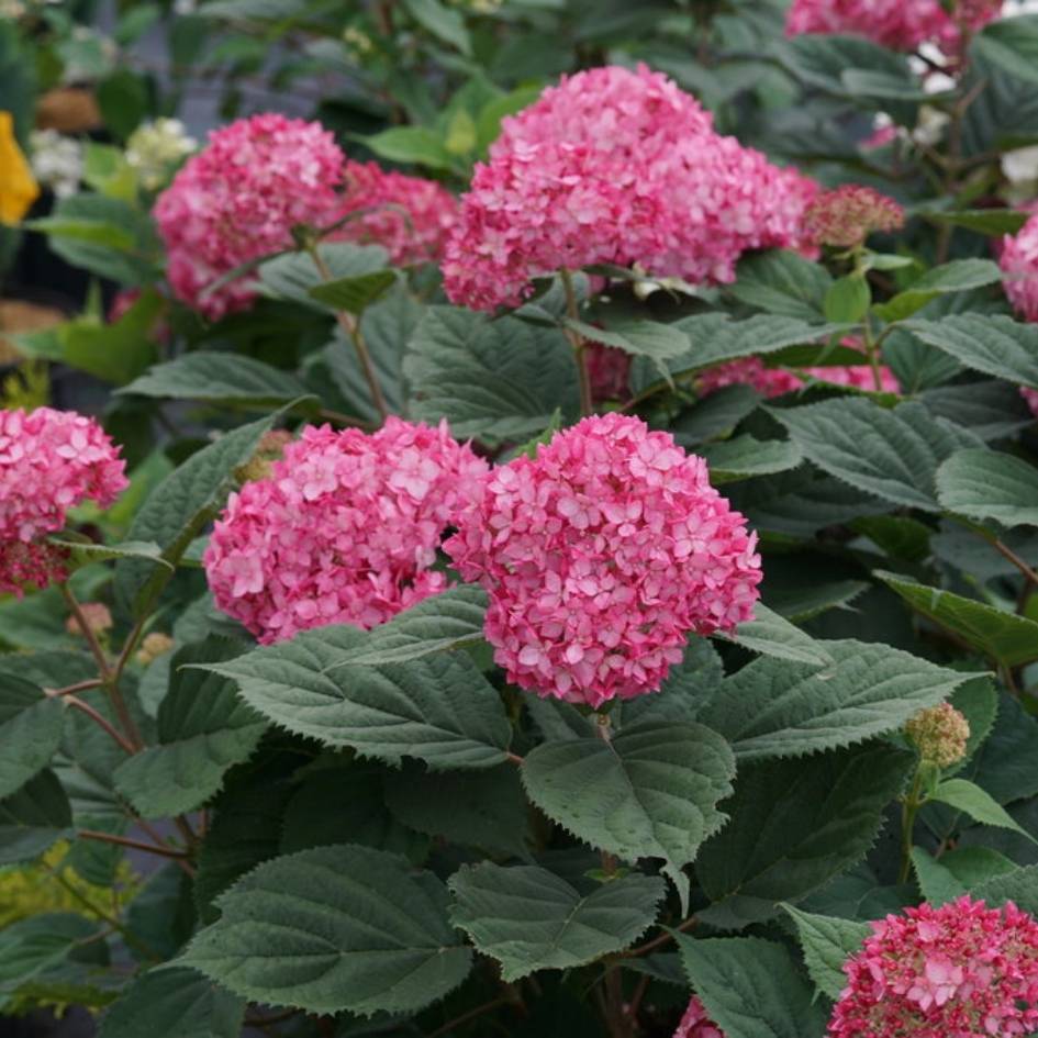 Hydrangea arborescens ‘Ruby Annabelle’