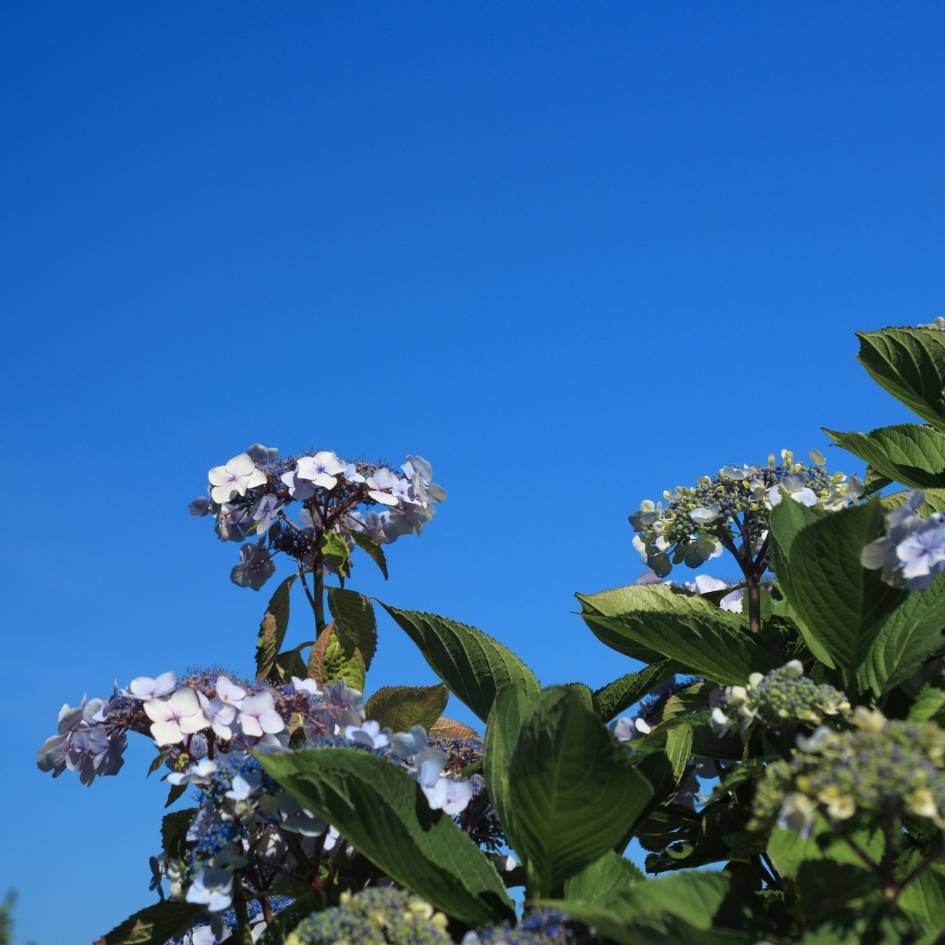 Hydrangea macrophylla ‘Ayesha’