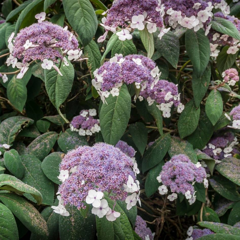 Hydrangea aspera ‘Velvet and Lace’
