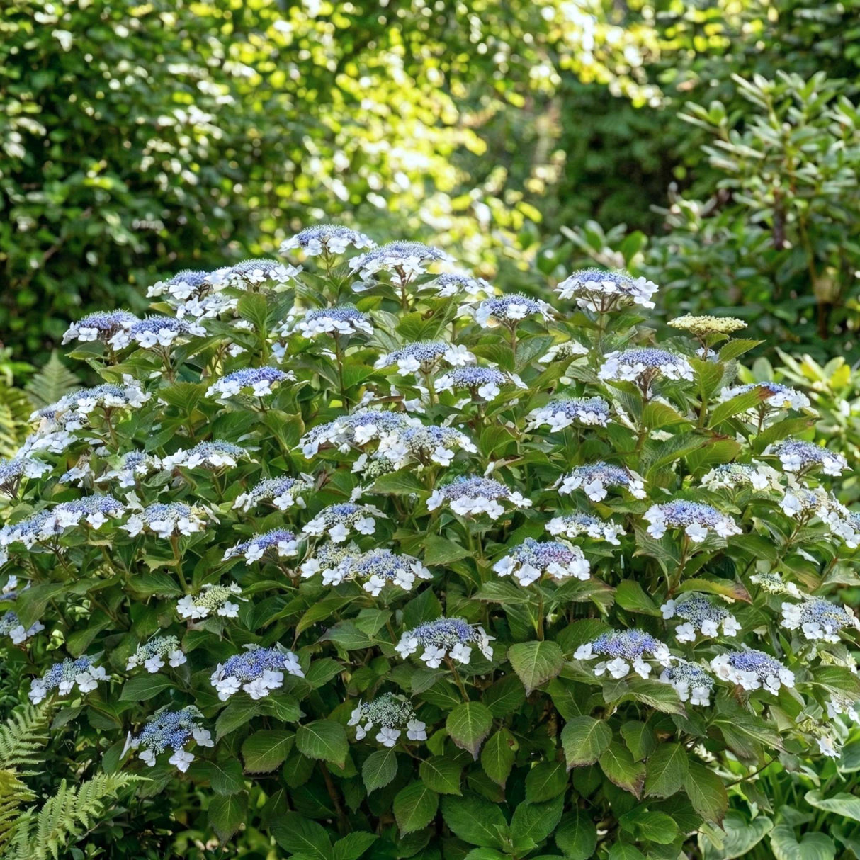 Hydrangea macrophylla ‘Lanarth White’