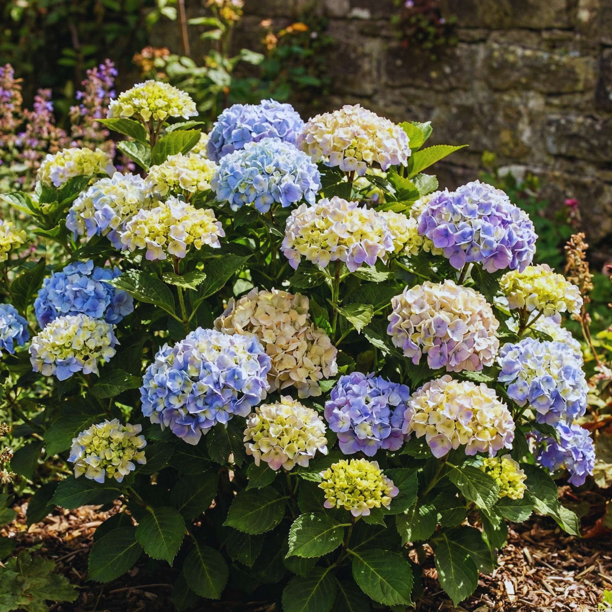 Hydrangea macrophylla ‘Marine’