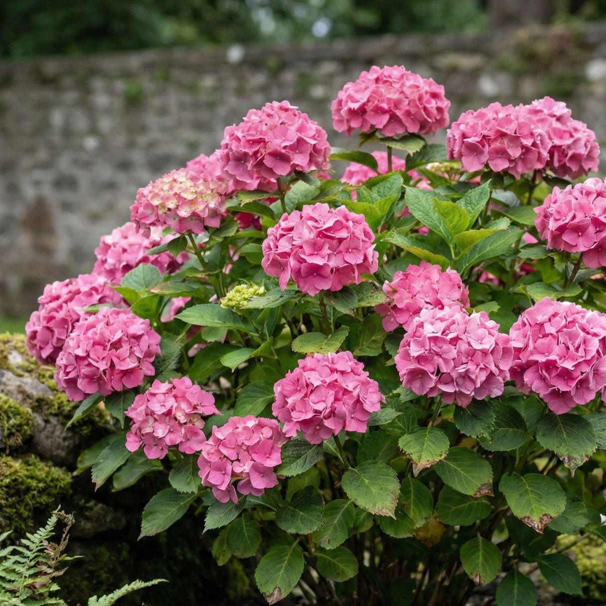 Hydrangea macrophylla ‘Pia’
